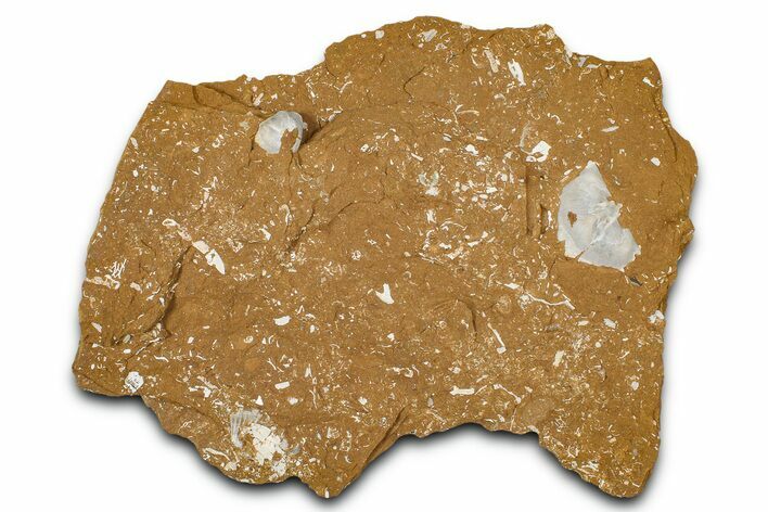 Ordovician Kukersite Oil Shale w/ Bryozoan & Brachiopod Fossils #368962